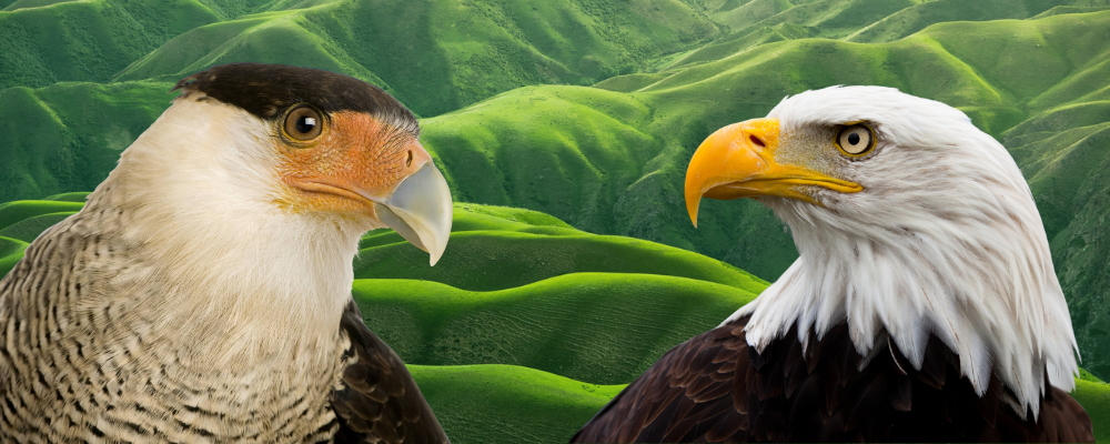 Bald Eagle and Caracara